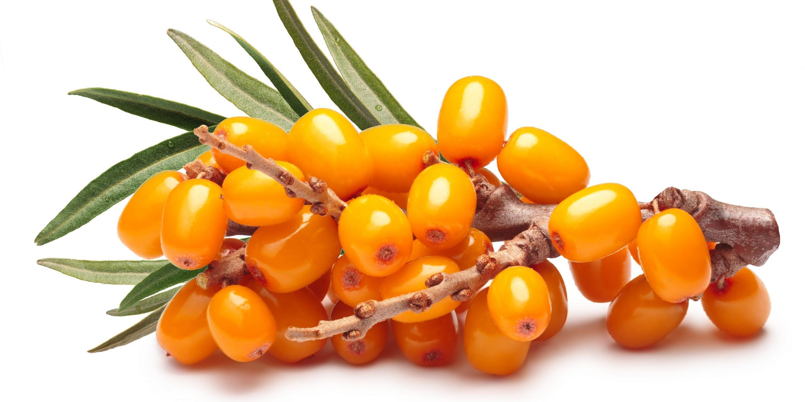Branch of sea buckthorn berries, clipping paths